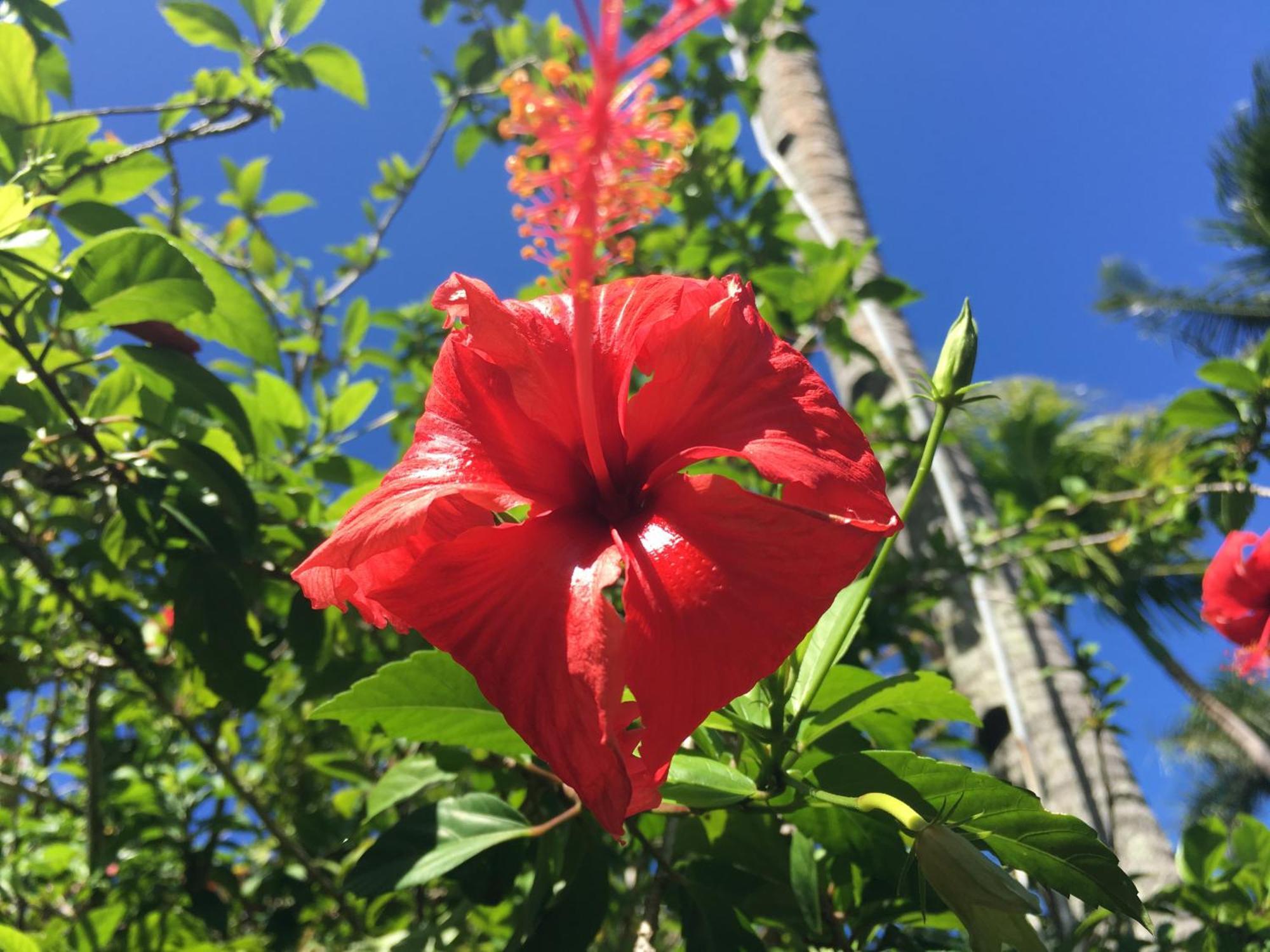 מאטיי Taveuni Palms Resort מראה חיצוני תמונה