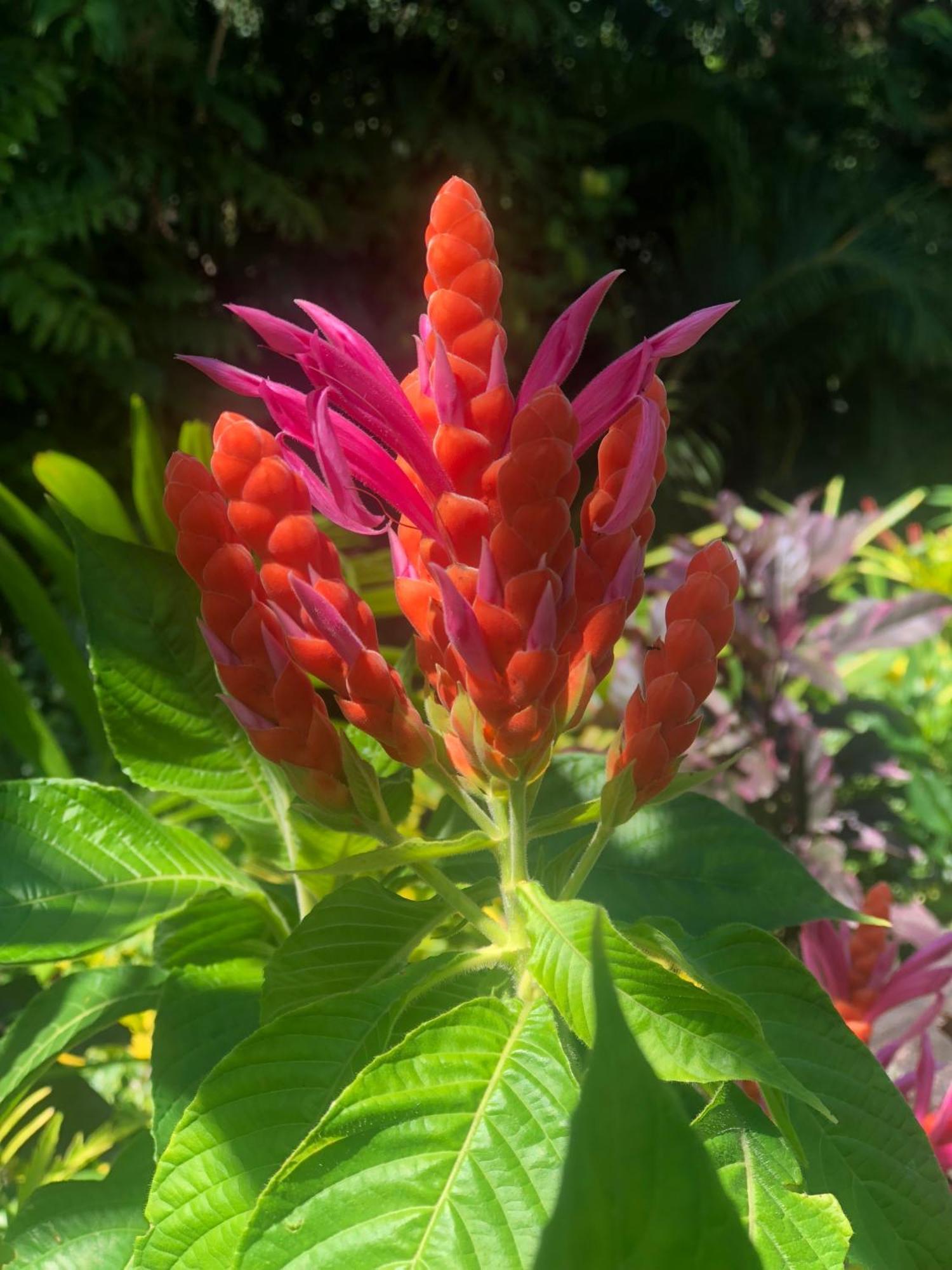 מאטיי Taveuni Palms Resort מראה חיצוני תמונה