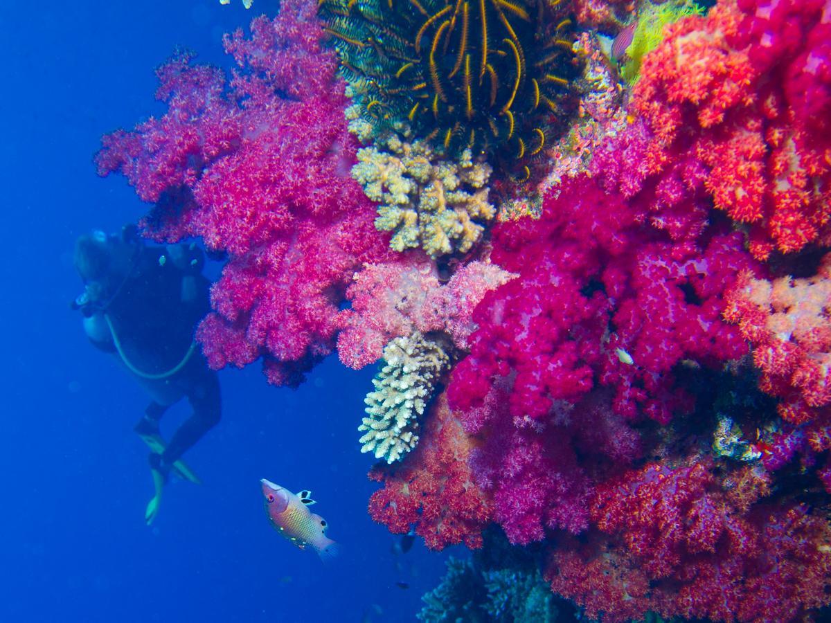 מאטיי Taveuni Palms Resort מראה חיצוני תמונה